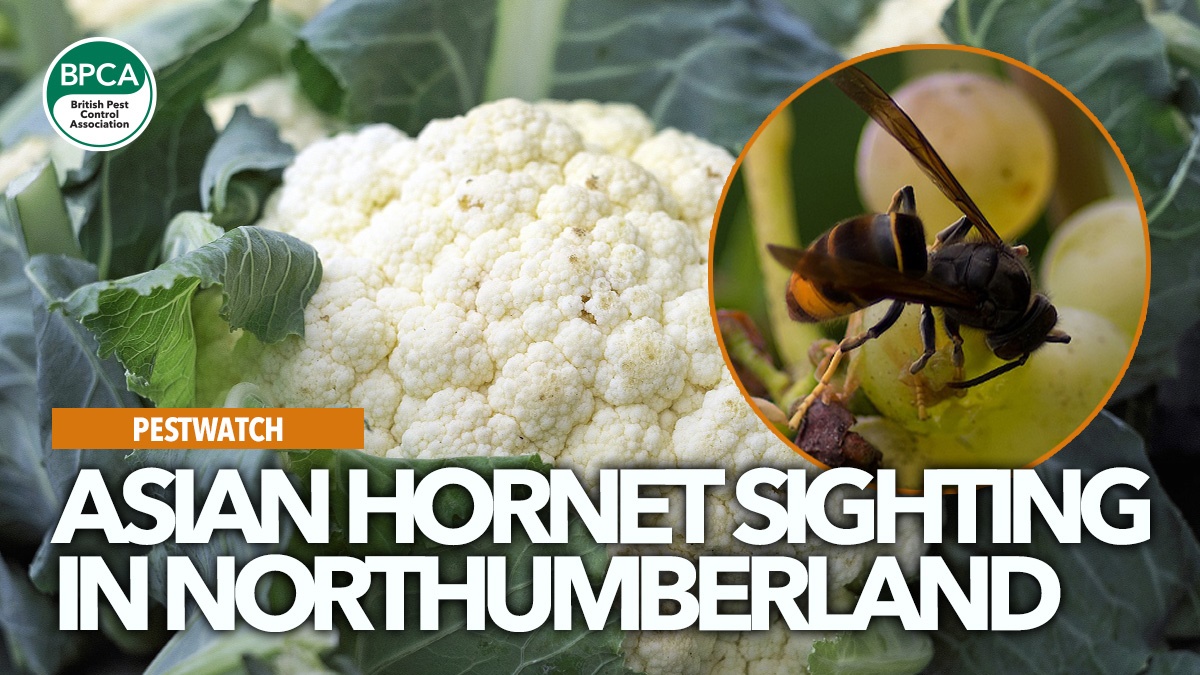 asian-hornet-sighted-northumberland asian-hornet-sighted-northumberland